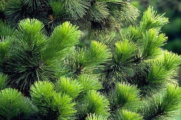 игли за лечение на простатит